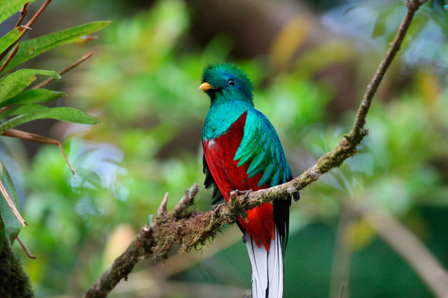 Diversidad de su topografía, su clima, su flora y su fauna